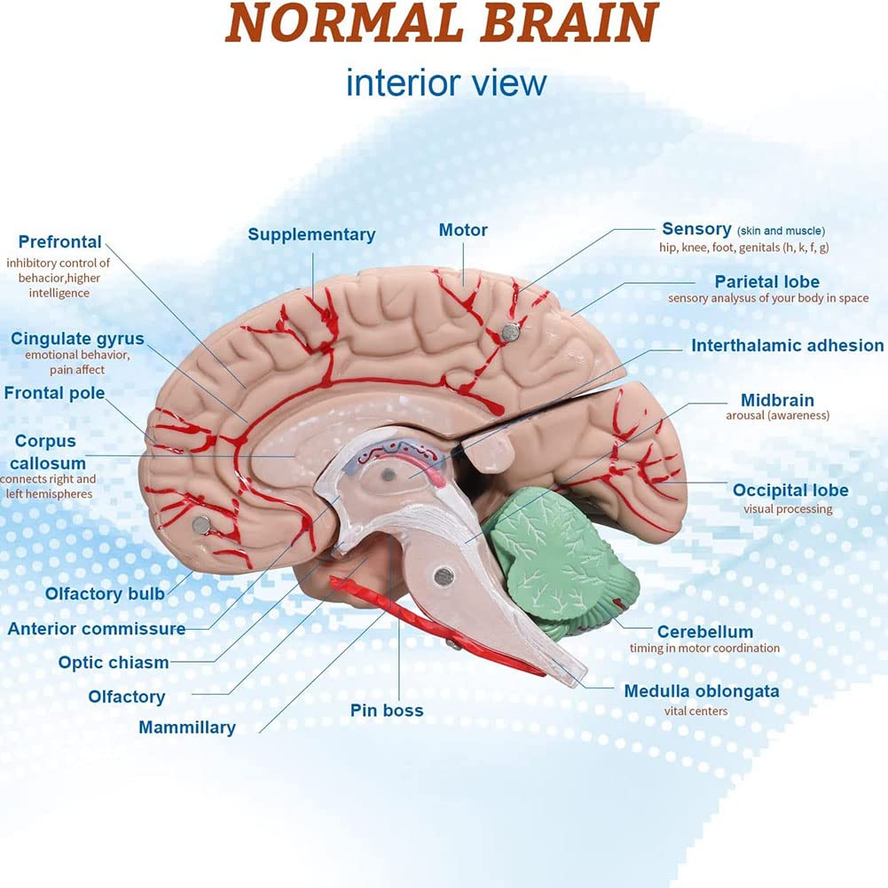 Amazon.co.jp: 人体モデル 人間の脳モデル 8部分の神経科学脳モデル